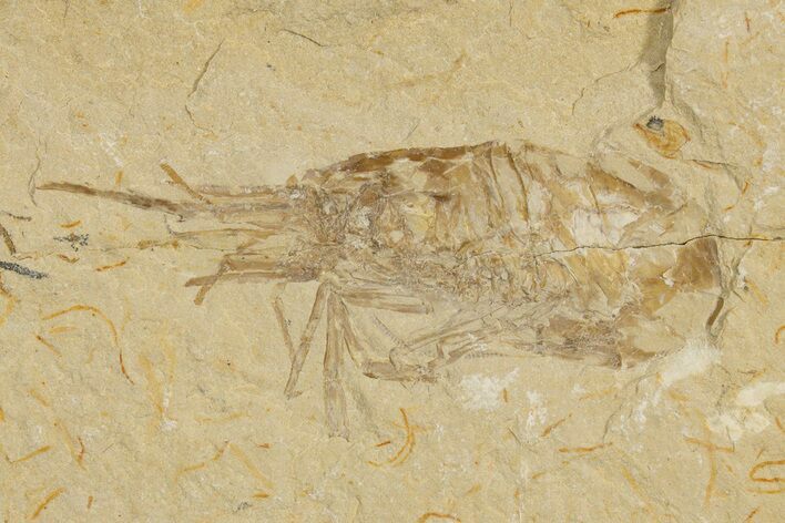 Cretaceous Fossil Shrimp - Lebanon #323706